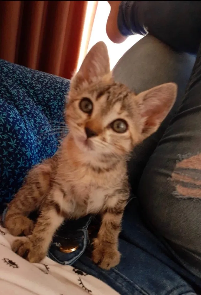 Gato ra a SRD idade 2 a 6 meses nome Brisa 