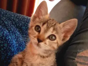 Gato raça SRD idade 2 a 6 meses nome Brisa 