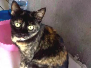 Gato raça Escaminha  idade 7 a 11 meses nome Luna Linda 
