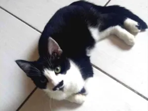 Gato raça Frajola  idade 2 a 6 meses nome Laila linda 