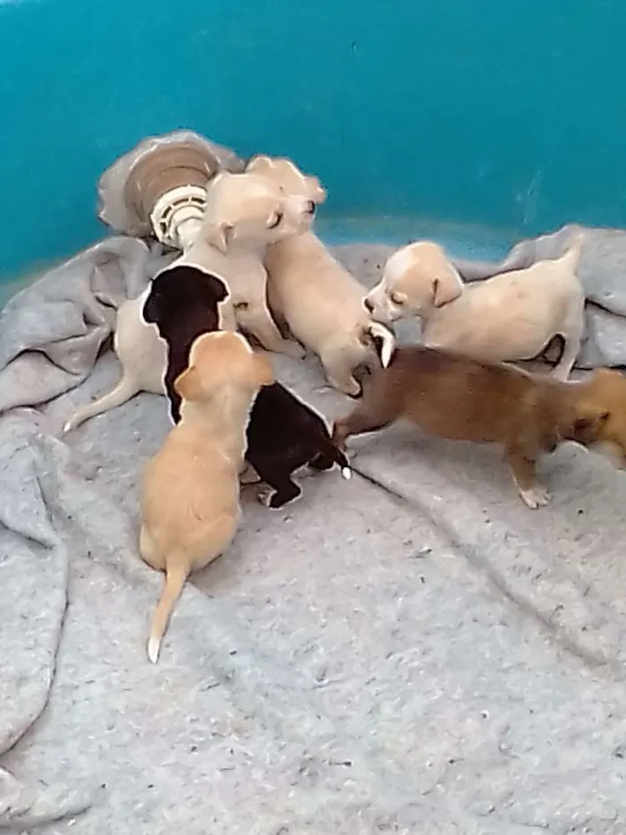 Cachorro raça Vira latas idade 2 a 6 meses nome Sem nome