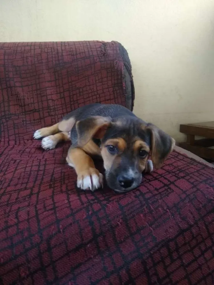 Cachorro ra a Vira lata idade Abaixo de 2 meses nome Billy