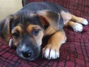 Cachorro raça Vira lata idade Abaixo de 2 meses nome Billy