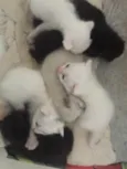 Gatos 