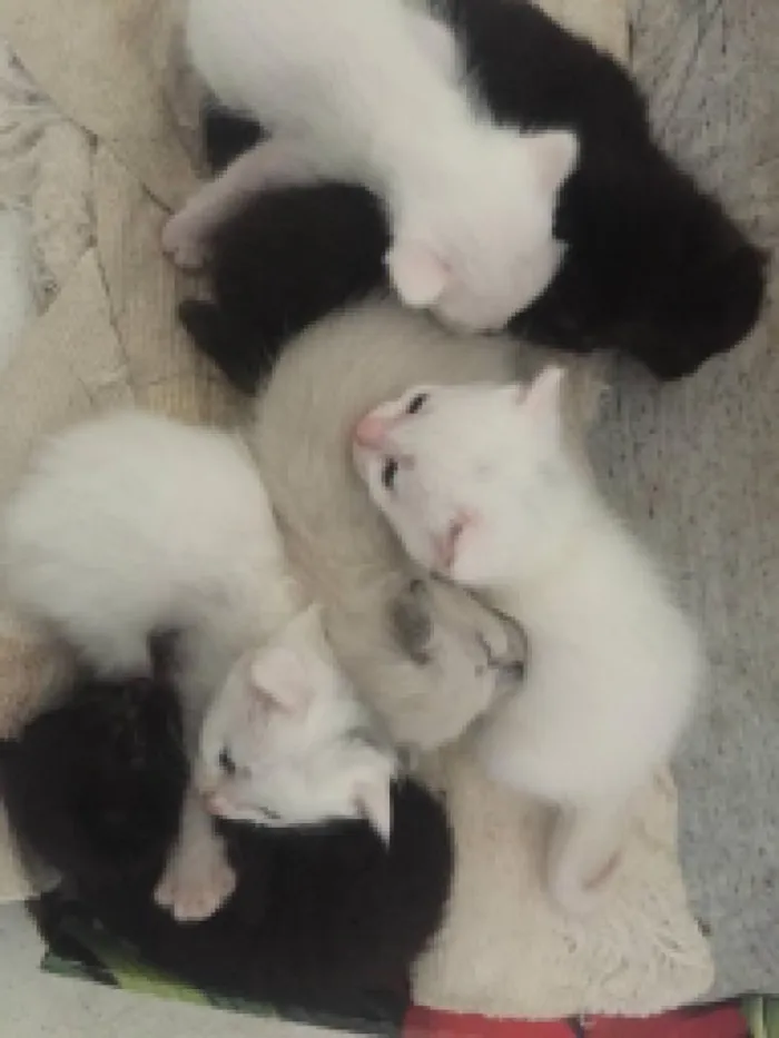 Gato raça  idade Abaixo de 2 meses nome Gatos 