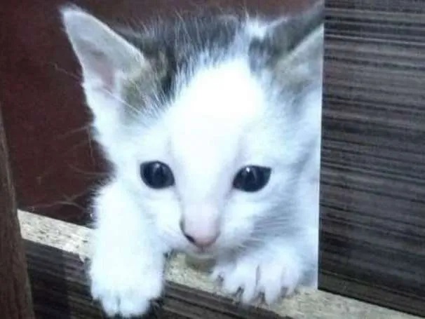 Gato ra a SRD idade Abaixo de 2 meses nome Pink