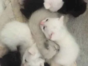 Gato raça  idade Abaixo de 2 meses nome Gatos 