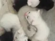 Gatos
