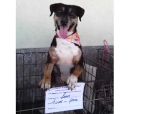 Cachorro raça Srd idade 4 anos nome Lassie