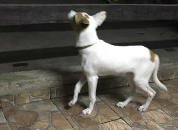 Cachorro ra a SRD idade 2 a 6 meses nome Sem nome 