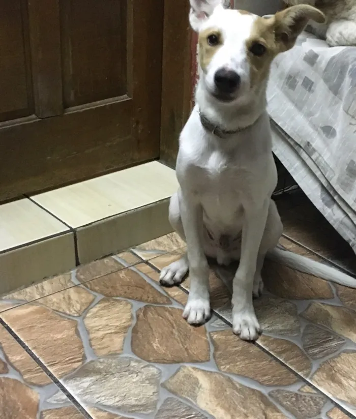 Cachorro ra a SRD idade 2 a 6 meses nome Sem nome 
