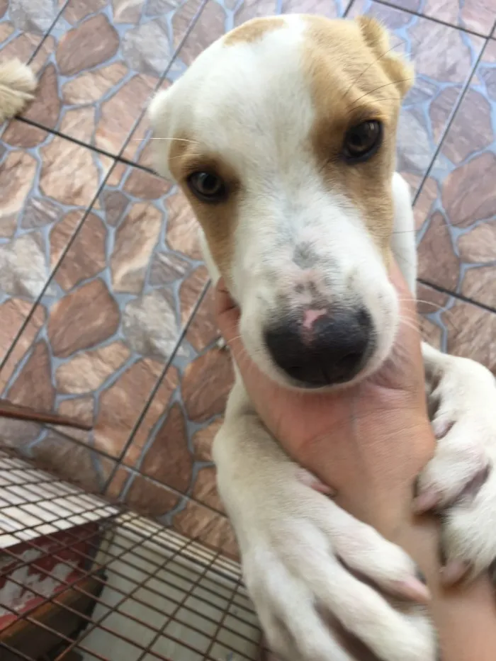 Cachorro ra a SRD idade 2 a 6 meses nome Sem nome 