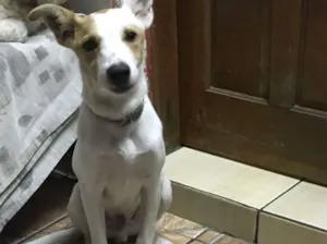 Cachorro raça SRD idade 2 a 6 meses nome Sem nome 