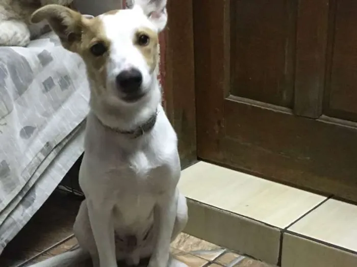 Cachorro ra a SRD idade 2 a 6 meses nome Sem nome 