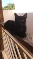 Pituxa 