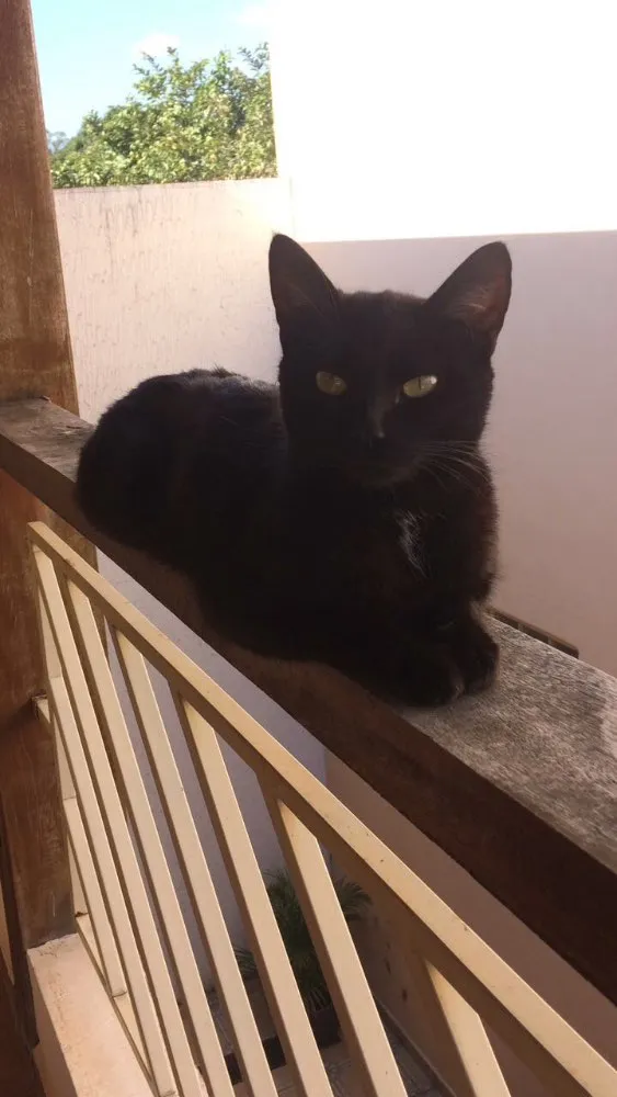 Gato ra a  idade 3 anos nome Pituxa 