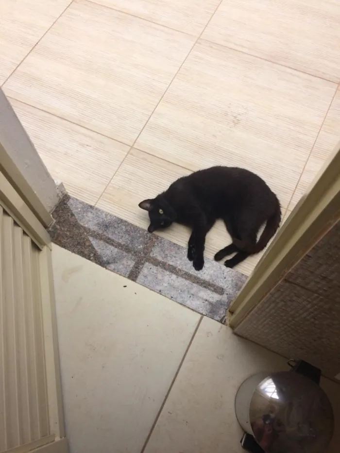 Gato ra a  idade 3 anos nome Pituxa 