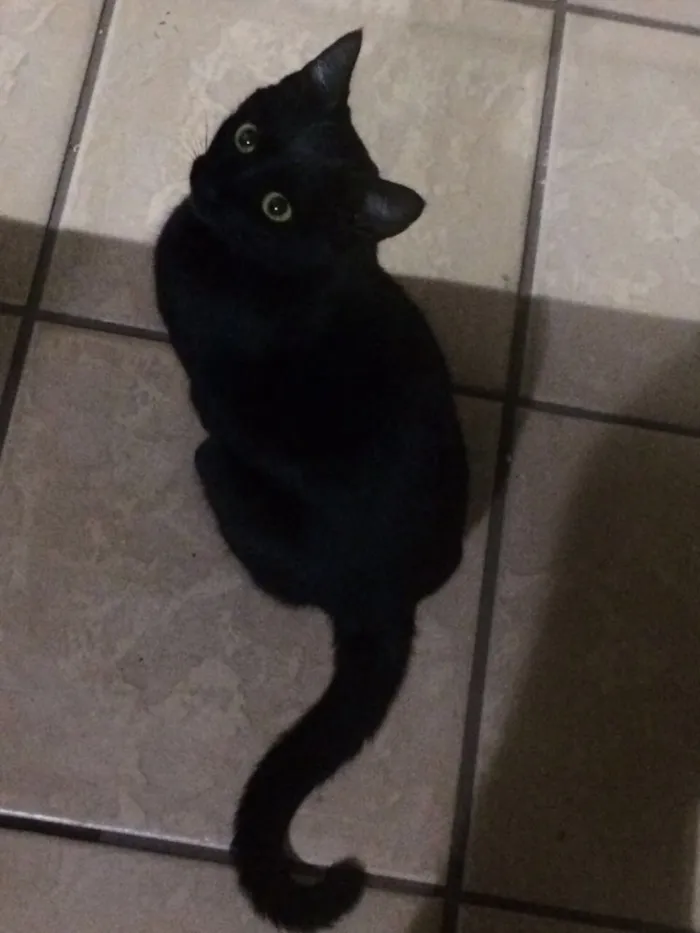 Gato ra a  idade 3 anos nome Pituxa 