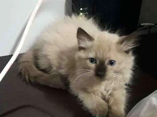 Gato ra a Vira lata  idade 2 a 6 meses nome Floquinho 