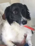 Cachorro raça MIX BORDER COLLIE idade 1 ano nome FELPUDA