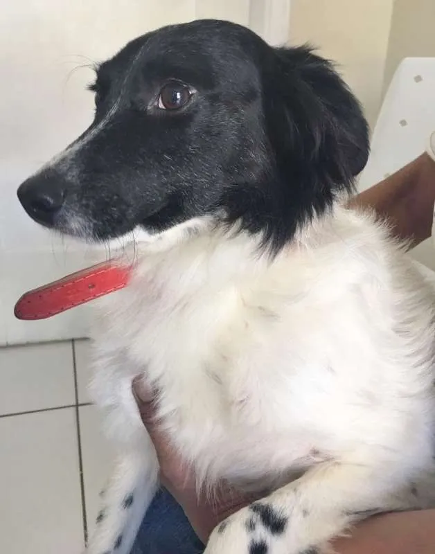 Cachorro raça MIX BORDER COLLIE idade 1 ano nome FELPUDA