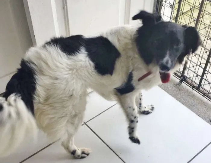 Cachorro raça MIX BORDER COLLIE idade 1 ano nome FELPUDA