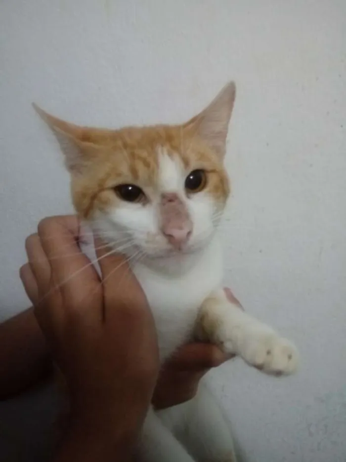 Gato raça Srd idade 7 a 11 meses nome Laranjinha