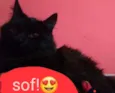 Gato raça  idade 7 a 11 meses nome Sof