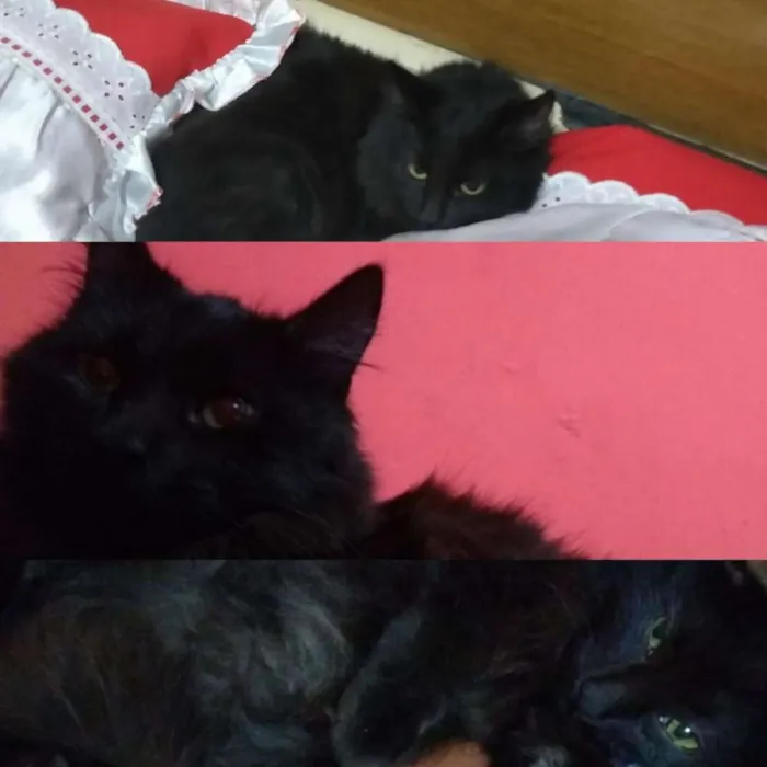 Gato raça  idade 7 a 11 meses nome Sof