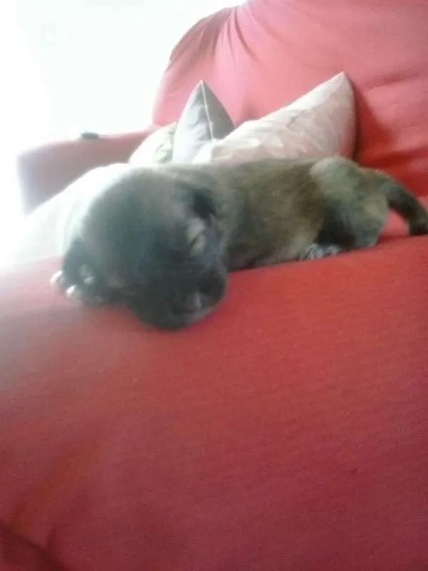 Cachorro raça não definida idade Abaixo de 2 meses nome filhotes