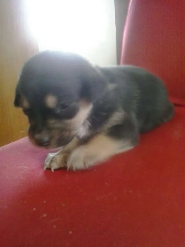 Cachorro raça não definida idade Abaixo de 2 meses nome filhotes