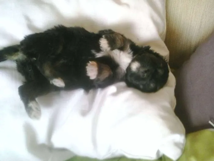 Cachorro raça não definida idade Abaixo de 2 meses nome filhotes