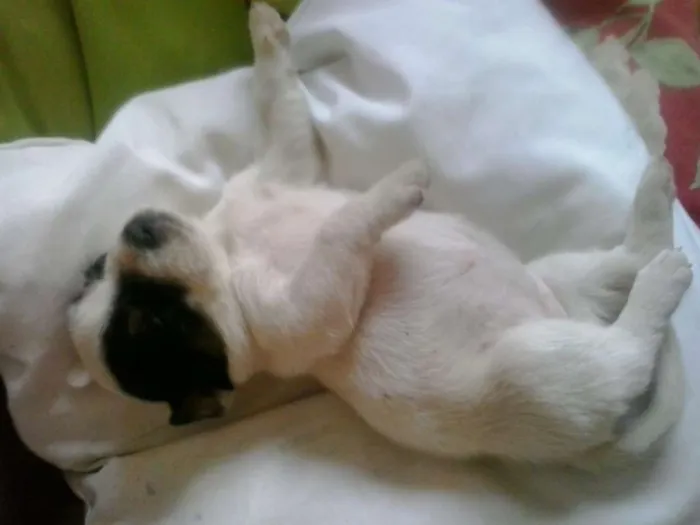 Cachorro raça não definida idade Abaixo de 2 meses nome filhotes