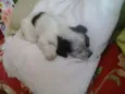filhotes