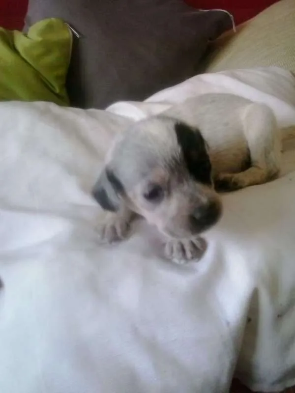 Cachorro raça não definida idade Abaixo de 2 meses nome filhotes