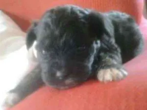 Cachorro raça não definida idade Abaixo de 2 meses nome filhotes