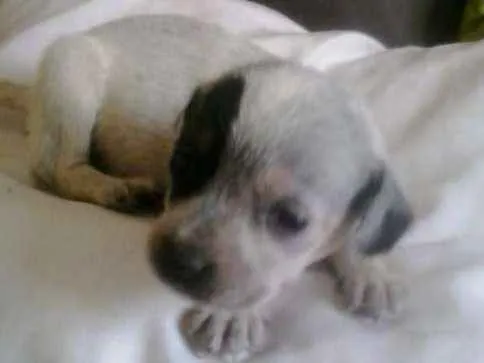Cachorro raça não definida idade Abaixo de 2 meses nome filhotes