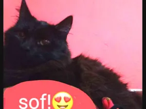 Gato raça  idade 7 a 11 meses nome Sof