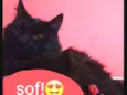 Gato raça  idade 7 a 11 meses nome Sof