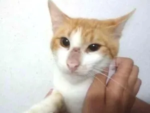 Gato raça Srd idade 7 a 11 meses nome Laranjinha