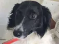 Cachorro raça MIX BORDER COLLIE idade 1 ano nome FELPUDA