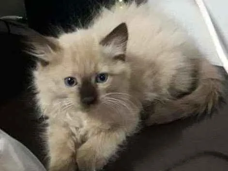Gato ra a Vira lata  idade 2 a 6 meses nome Floquinho 