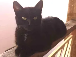 Gato raça  idade 3 anos nome Pituxa 