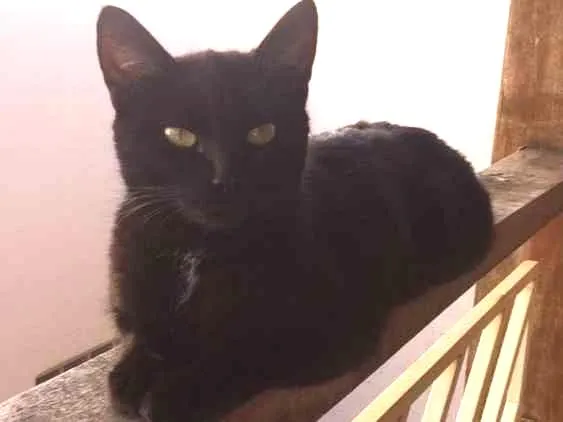 Gato ra a  idade 3 anos nome Pituxa 