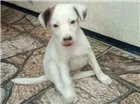 Cachorro raça SRD idade Abaixo de 2 meses nome Lindinha