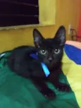 Pantera negra