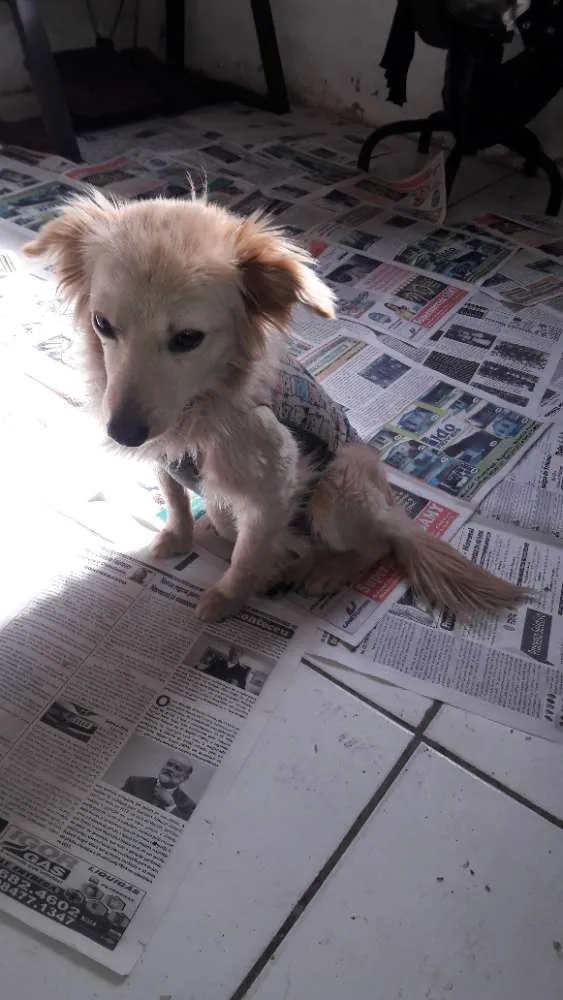 Cachorro ra a SRD idade 1 ano nome Clarinha