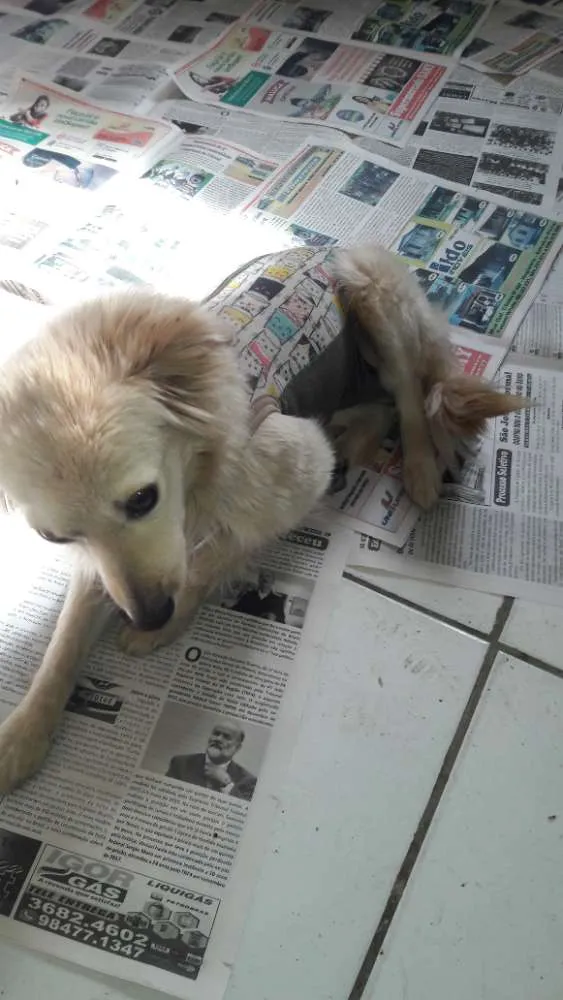 Cachorro ra a SRD idade 1 ano nome Clarinha