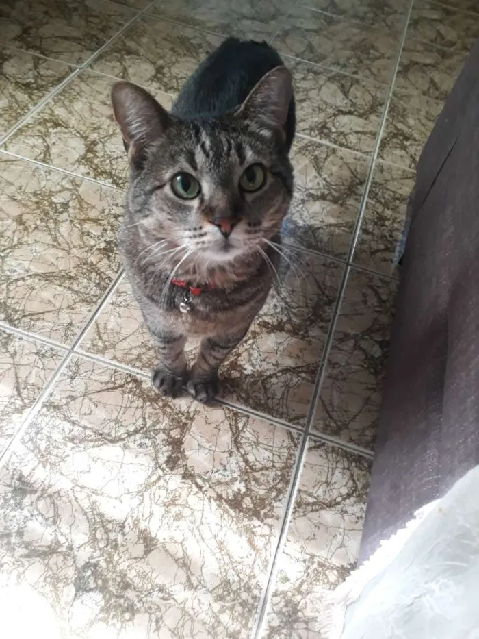 Gato ra a  idade 6 ou mais anos nome Delph