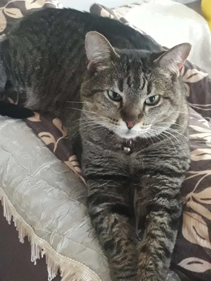 Gato ra a  idade 6 ou mais anos nome Delph